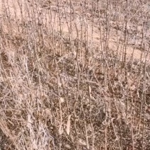 大红袍花椒种苗狮子头花椒种苗