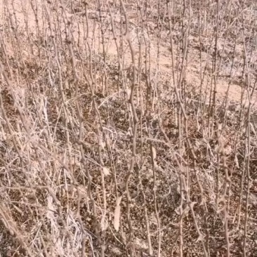 大红袍花椒种苗狮子头花椒种苗