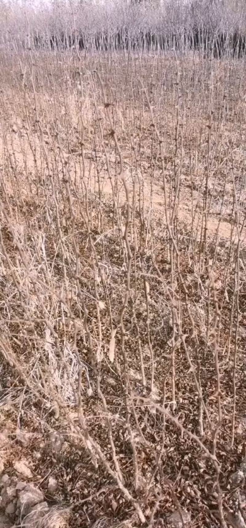 大红袍花椒种苗狮子头花椒种苗