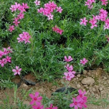 丛生福禄考，芝樱，宿根地被花卉，花海景观，道路绿化专用，
