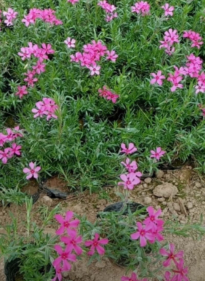 丛生福禄考，芝樱，宿根地被花卉，花海景观，道路绿化专用，