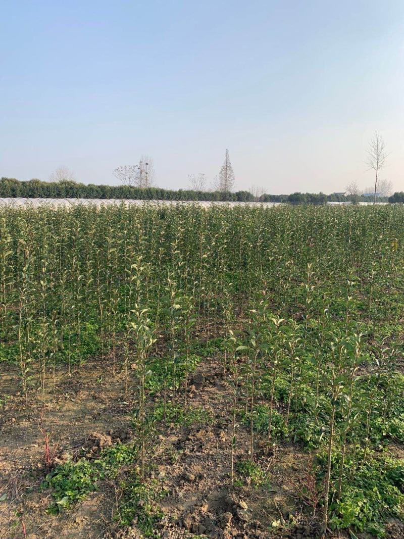 大叶女贞小苗2年子播苗