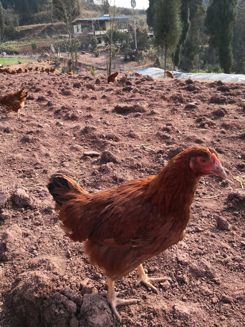 海蓝褐老母鸡，220天平均3.2斤开产，品质决定价格。