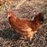 海蓝褐老母鸡，220天平均3.2斤开产，品质决定价格。