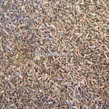 出售关苍术（白茬苍术）种子，北苍术（朱砂点）苍术种子