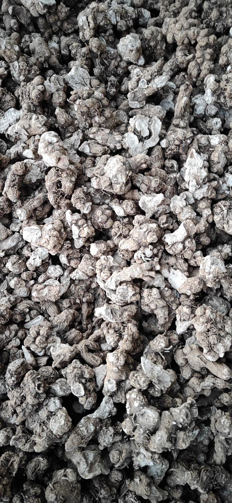 出售关苍术（白茬苍术）种子，北苍术（朱砂点）苍术种子
