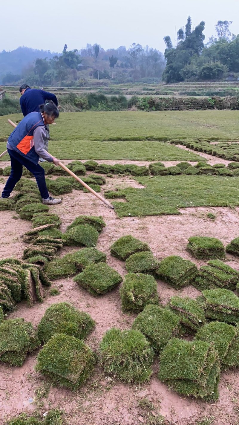 基地直销价格便宜货源保证质量保证