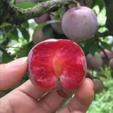 三华李苗早熟李迟熟李全国包邮李子苗