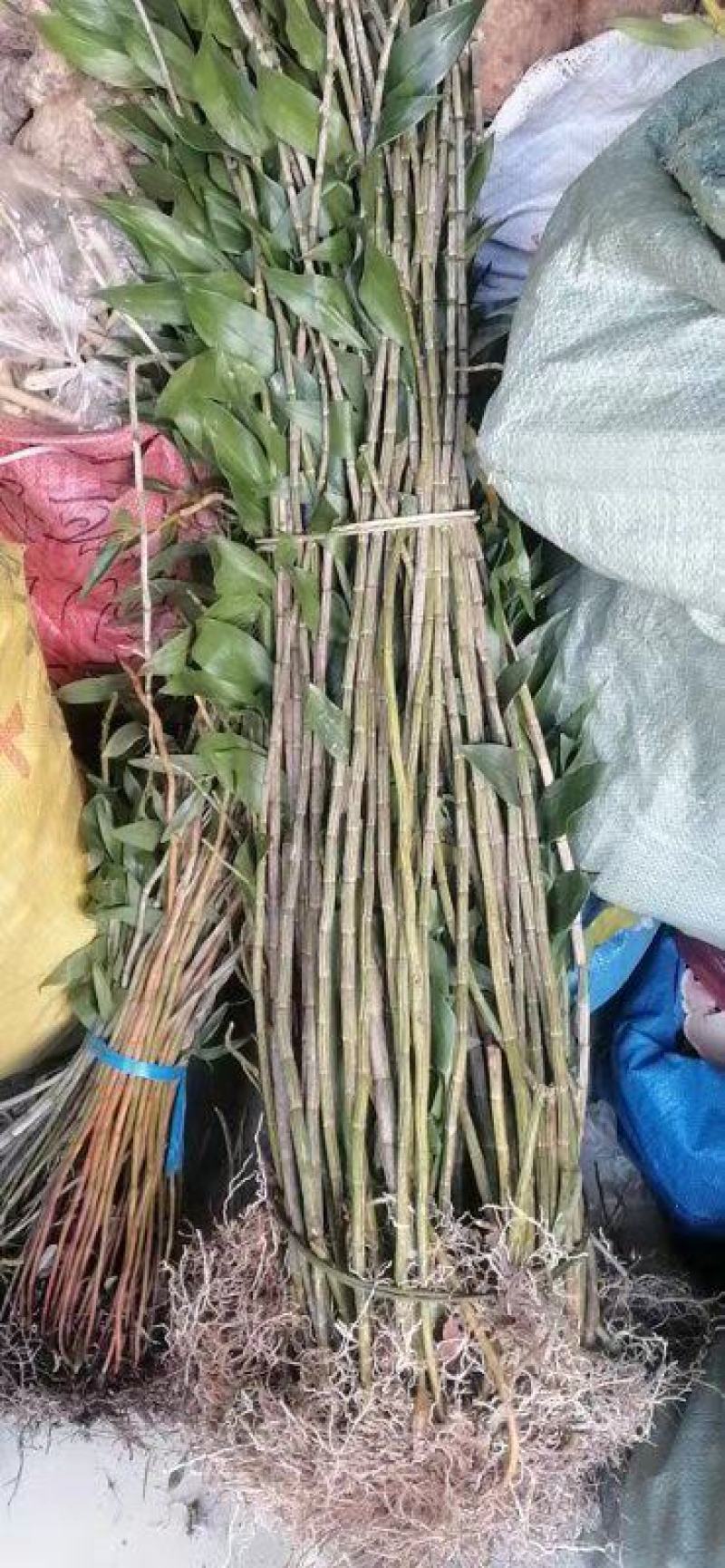 马鞭石斛大量批发需要的老板联系