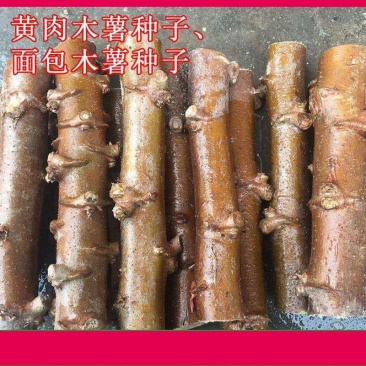 木薯种子面包木薯苗广西