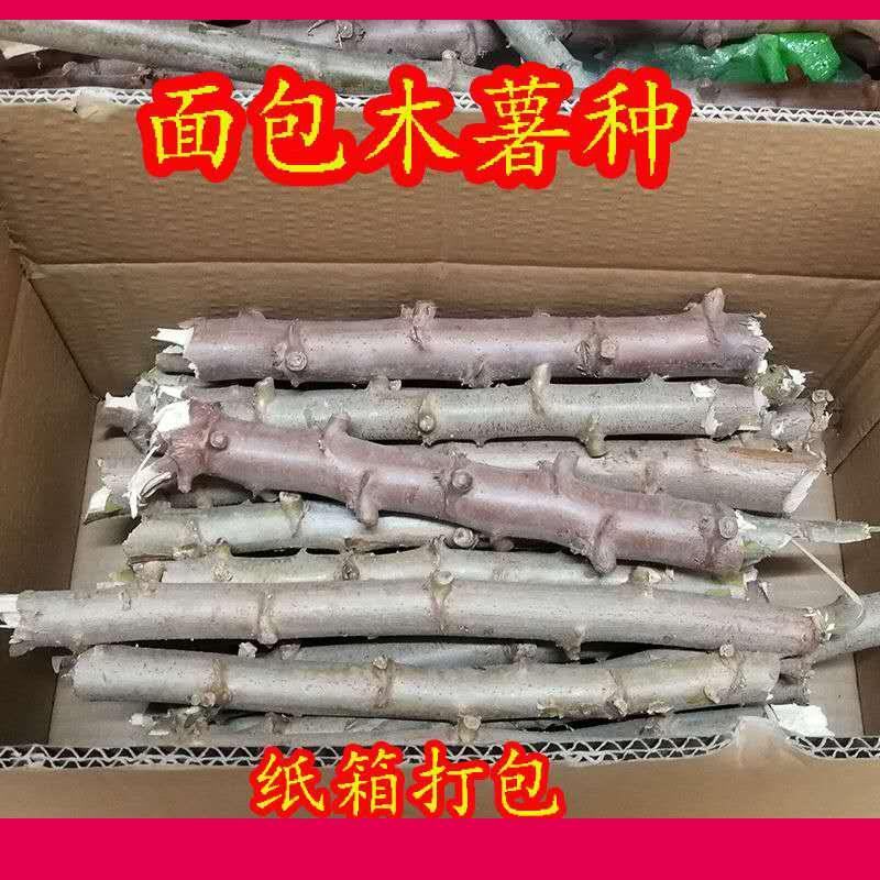 木薯种子面包木薯苗广西
