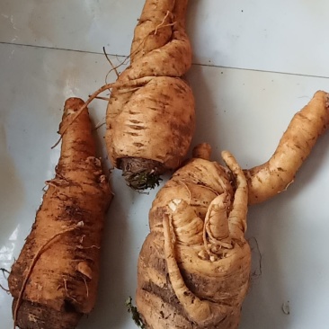 新鲜当归大量批发需要的老板联系