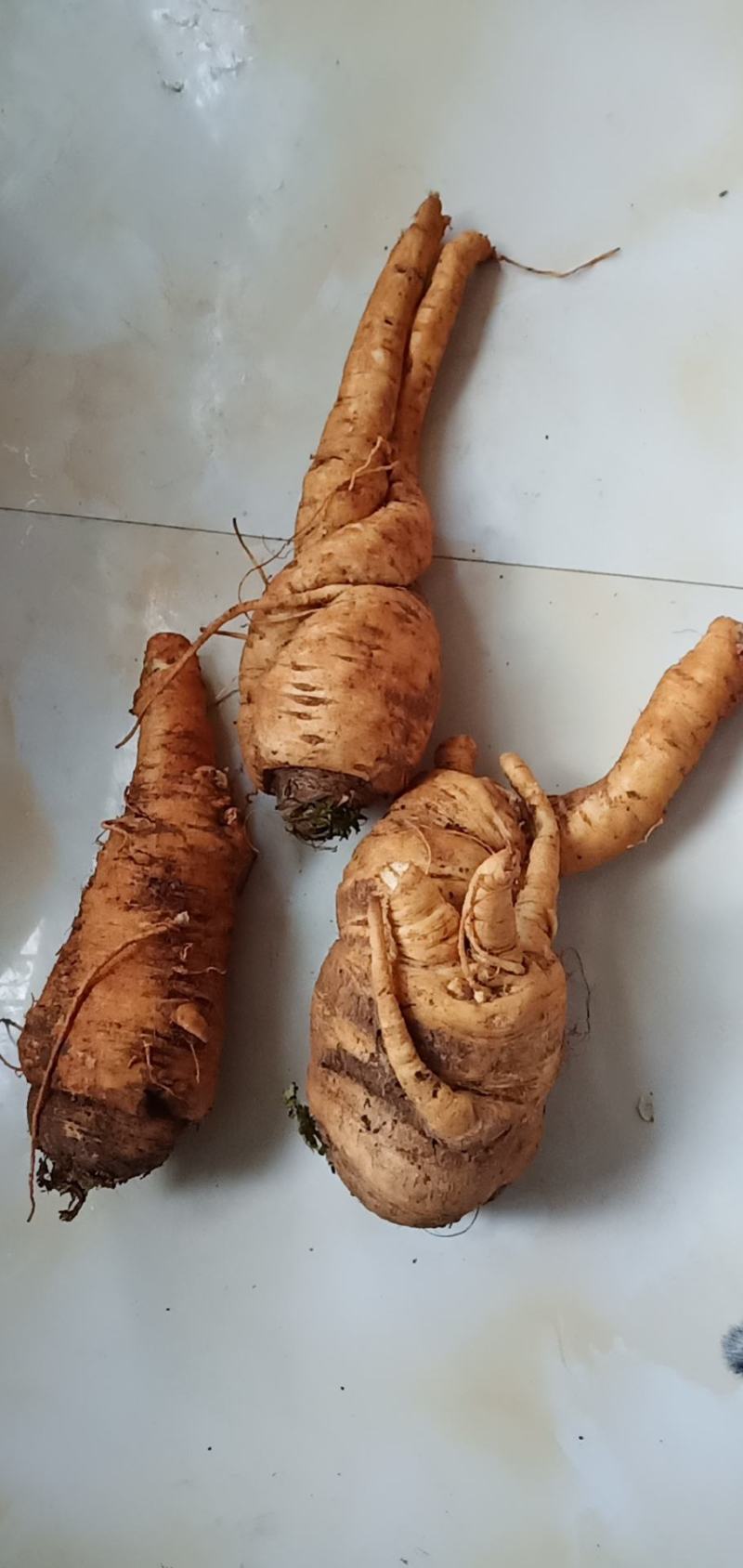 新鲜当归大量批发需要的老板联系