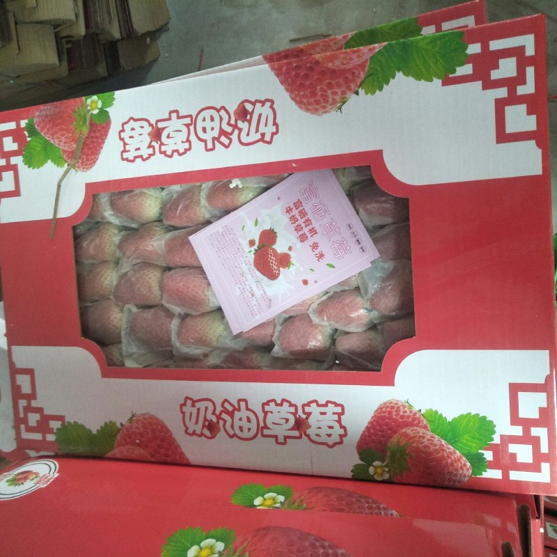 章姬甜宝套袋光果草莓