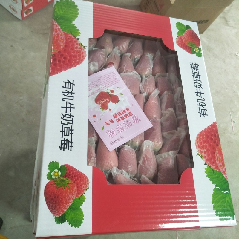章姬甜宝套袋光果草莓