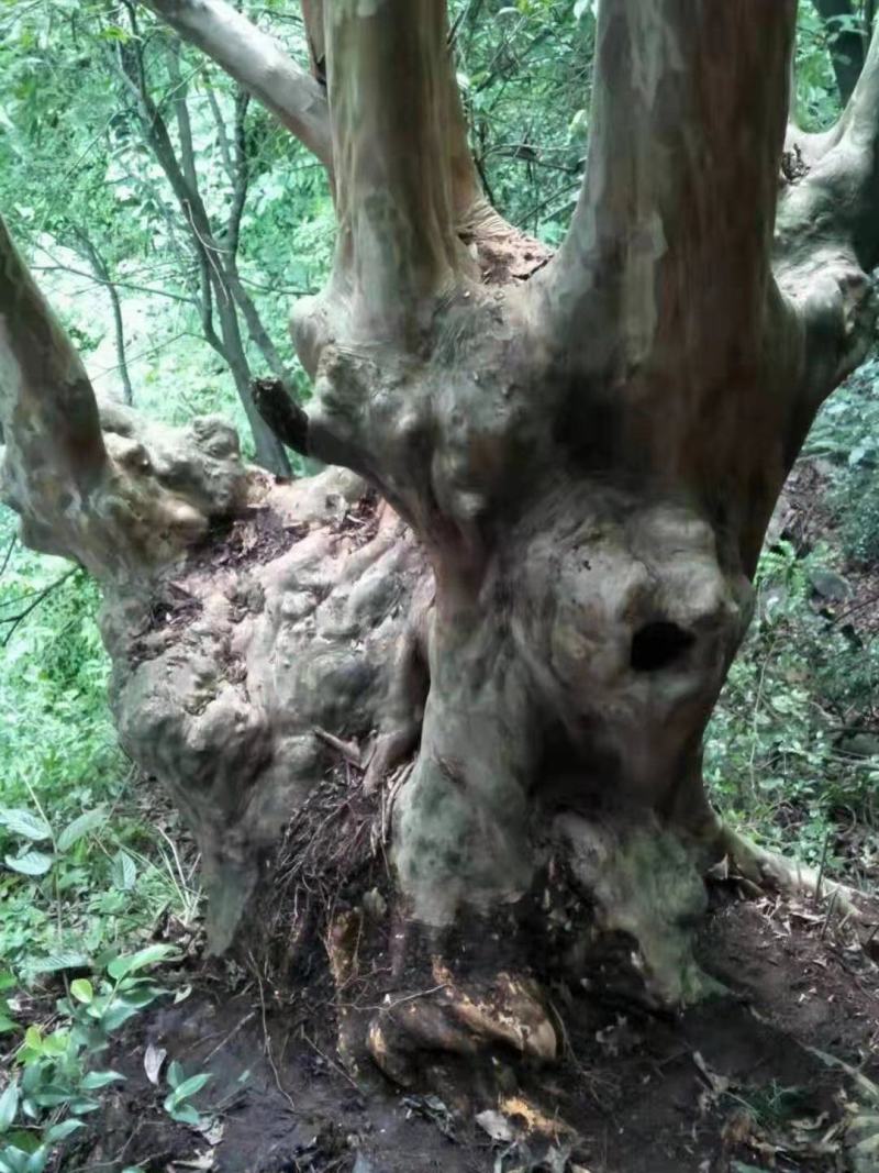 桂花树，各种品种桂花树，8公分到20公分，树形好做工好，