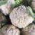 小米有机高品质花菜，需要的订货的提前联系