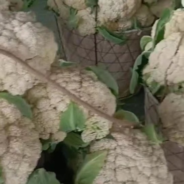 小米有机高品质花菜，需要的订货的提前联系