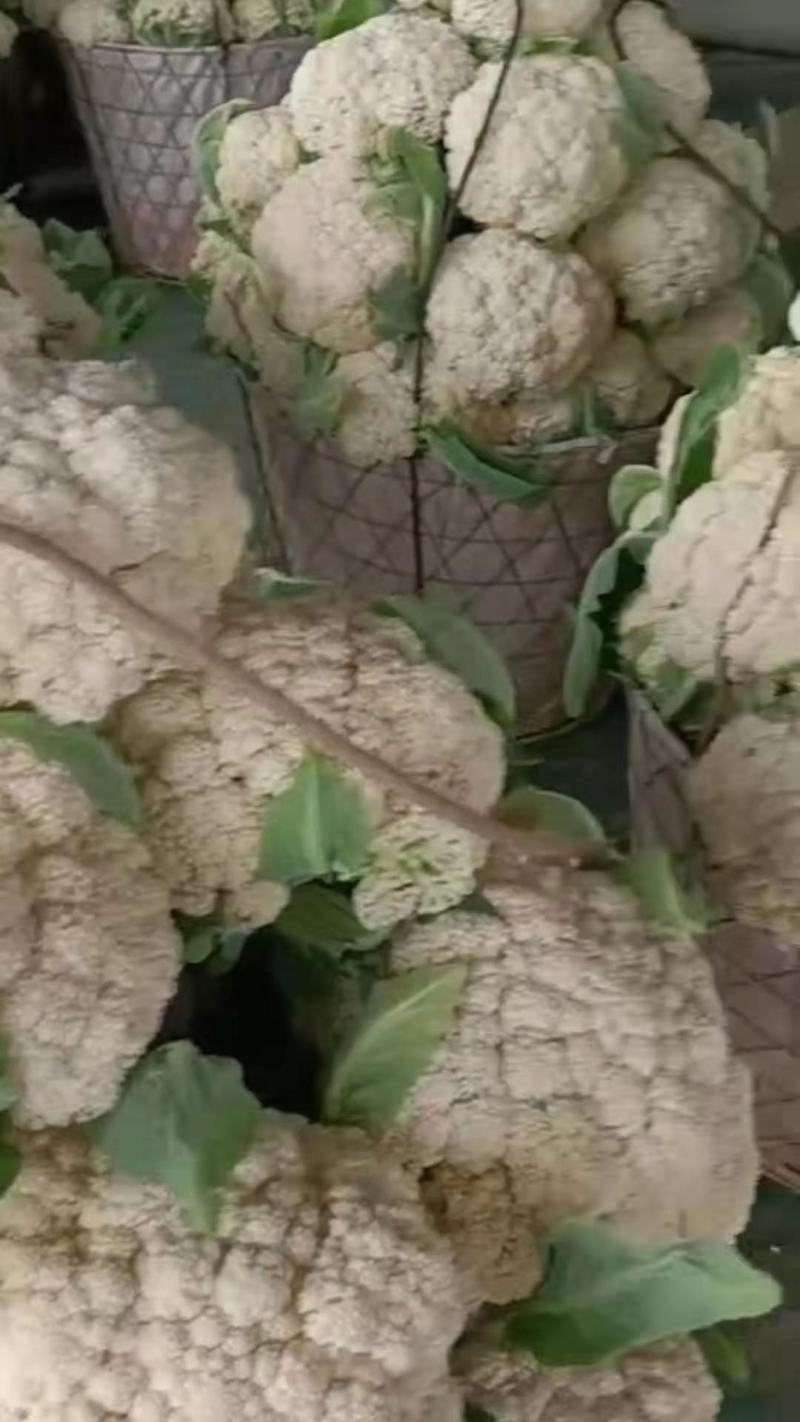小米有机高品质花菜，需要的订货的提前联系
