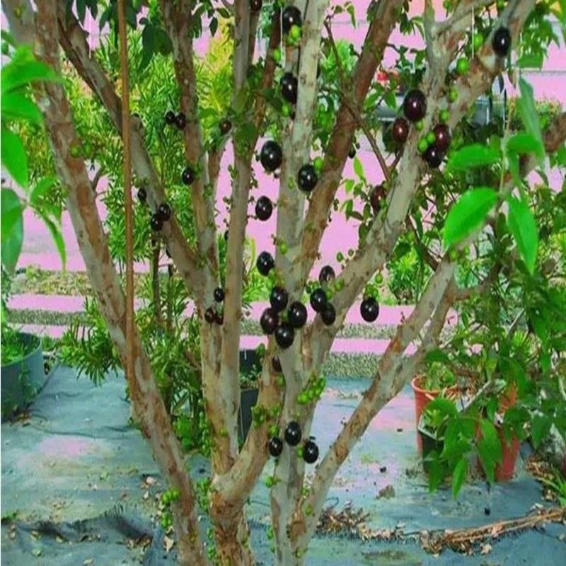 黑加仑正宗台湾树葡萄四季早生南北方可种