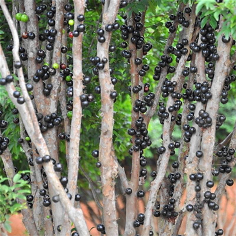 黑加仑正宗台湾树葡萄四季早生南北方可种