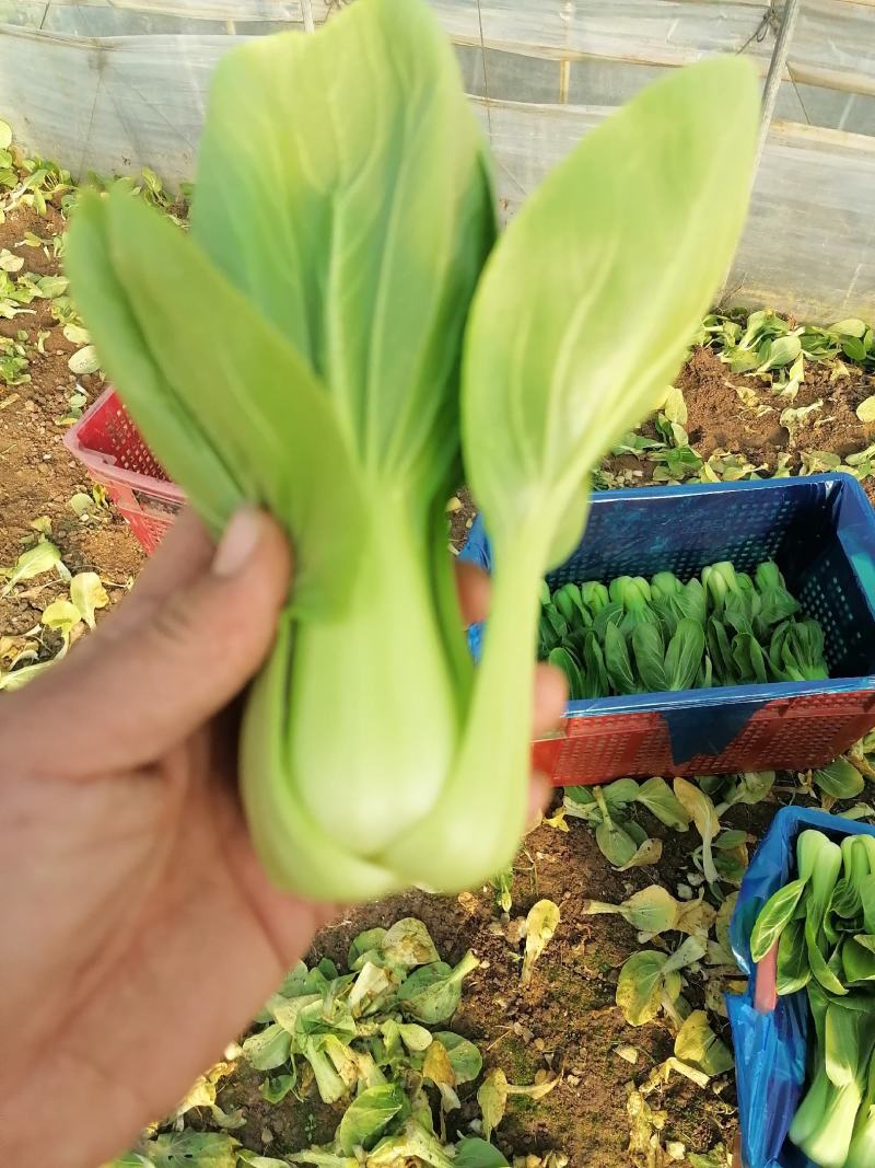 上海青小油菜杭白菜鸡毛菜