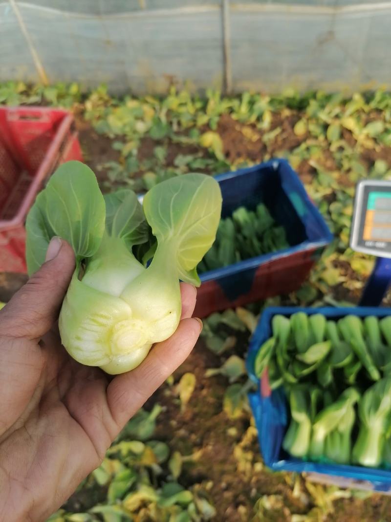 上海青小油菜杭白菜鸡毛菜