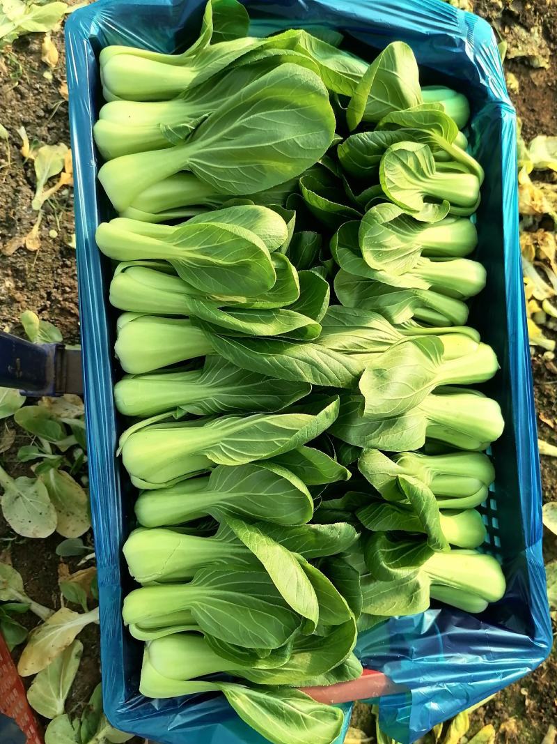 上海青小油菜杭白菜鸡毛菜