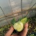 上海青小油菜杭白菜鸡毛菜