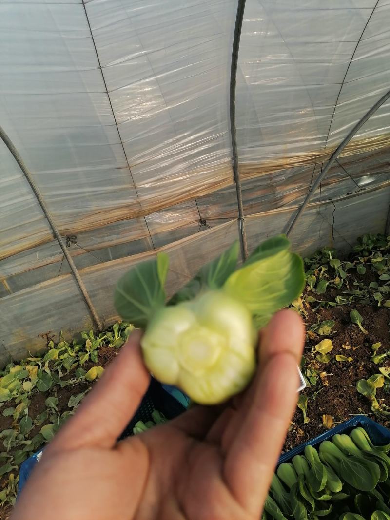 上海青小油菜杭白菜鸡毛菜
