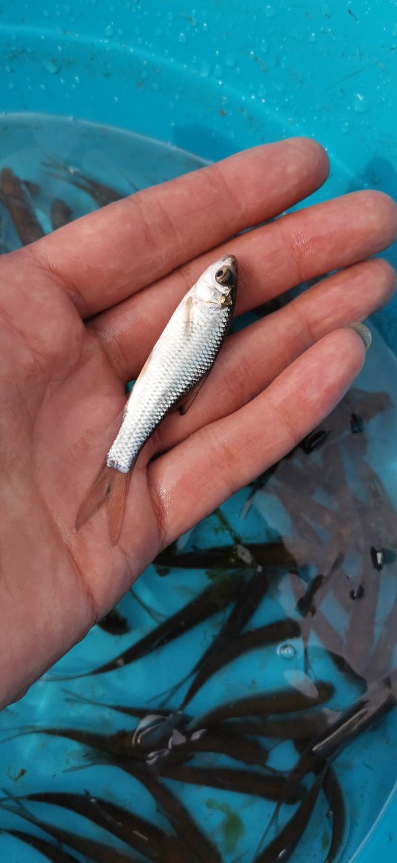土凌鱼苗，规格齐全，塘口价格供应，量大从优包送。