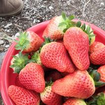 三万亩九香草莓，大量上市
