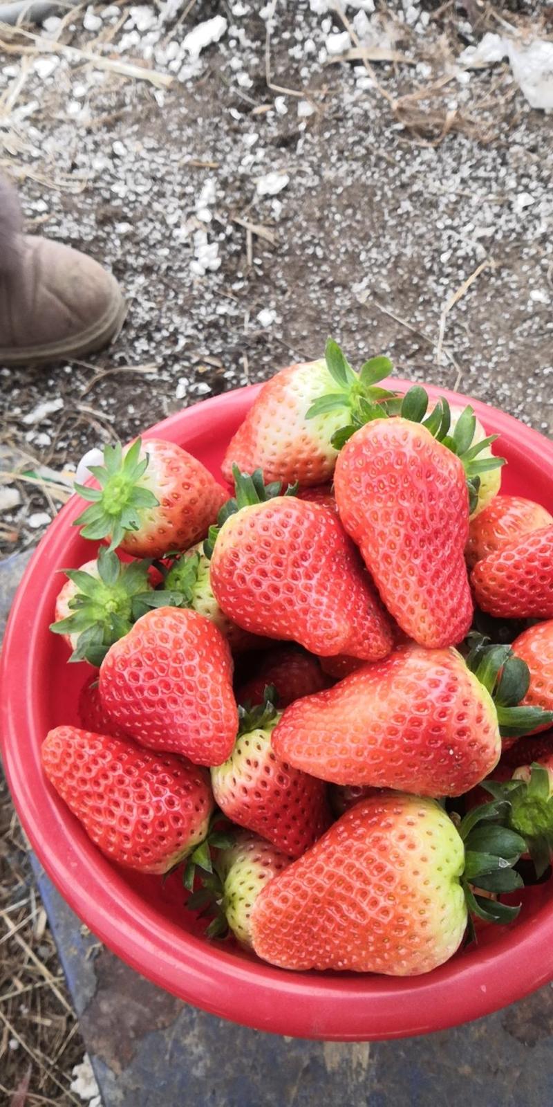三万亩九香草莓，大量上市