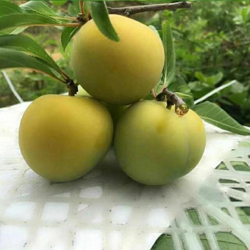 嫁接蜂糖李子苗品质苗木放心苗南北种植死苗补发