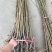 嫁接蜂糖李子苗品质苗木放心苗南北种植死苗补发
