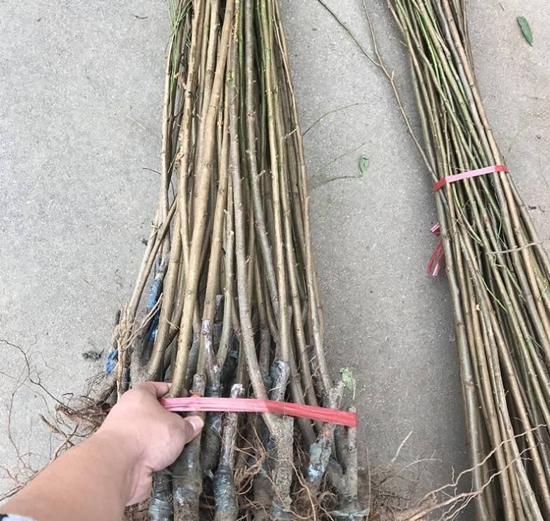 技术人员正在进行蜂糖李疏果作业,提升果实品质与产量 蜂糖李疏果现场图