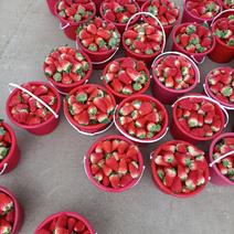 临沂草莓，妙香久香，联盟，香野，甜查理，大量上市