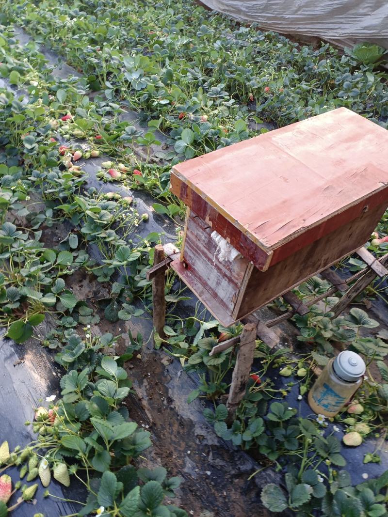 临沂草莓，香野，建德红，联盟，白草莓，甜查理，大量上市