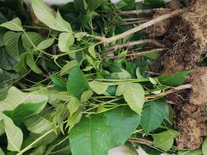 中花吴茱萸苗吴茱萸种苗。