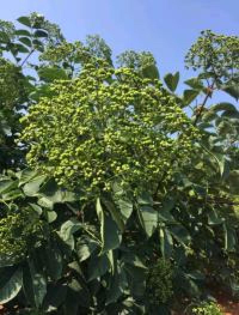 中花吴茱萸苗吴茱萸种苗。