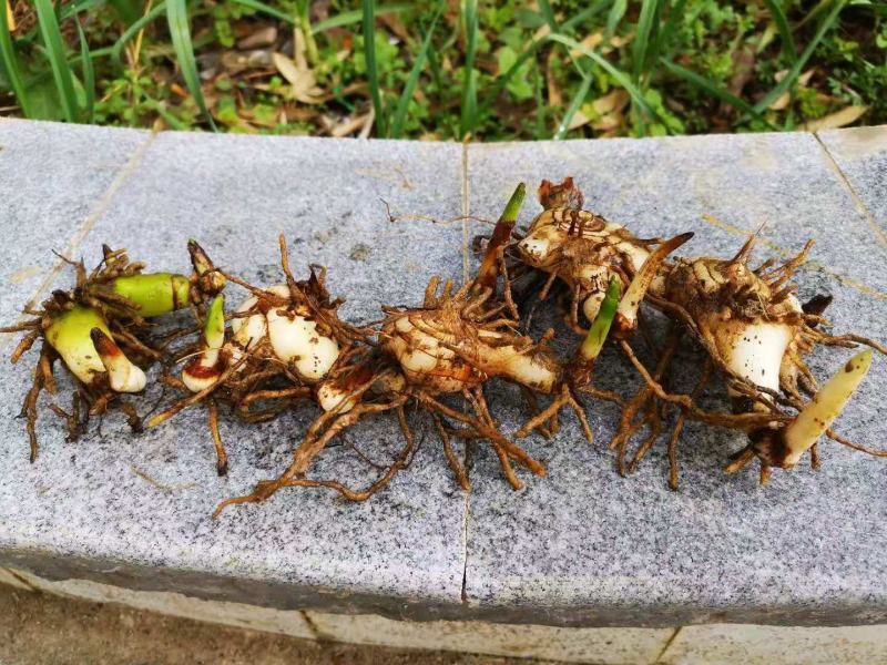 紫花三叉宽叶白芨鲜货种茎