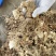 九华多花姜型倒苗甜黄精块茎。