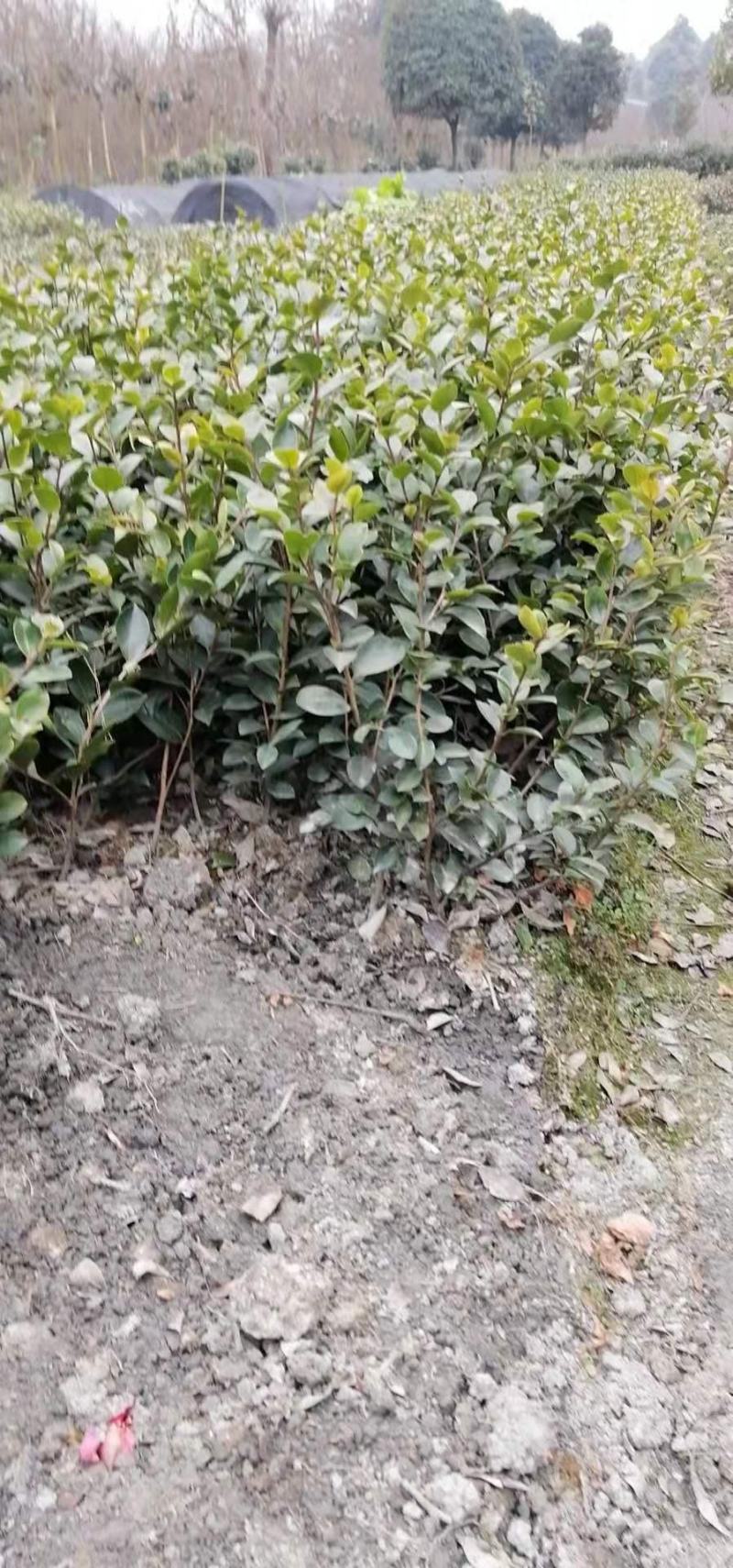 基地直销茶梅工程苗，茶梅球，茶花工程苗，茶花球各规格齐全