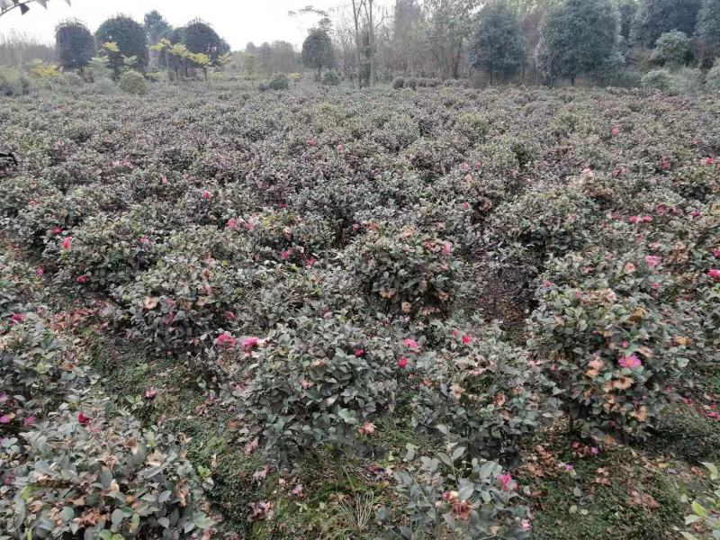 基地直销茶梅工程苗，茶梅球，茶花工程苗，茶花球各规格齐全