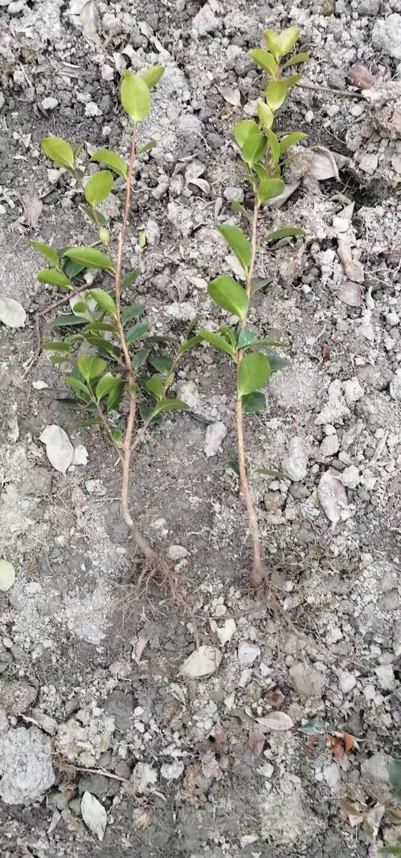 基地直销茶梅工程苗，茶梅球，茶花工程苗，茶花球各规格齐全