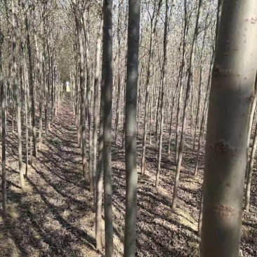 柳树美国竹柳速生柳树200亩