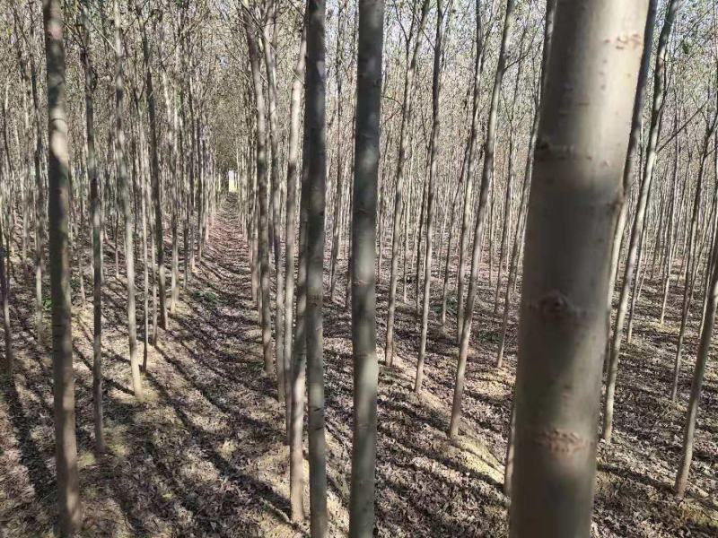 柳树美国竹柳速生柳树200亩