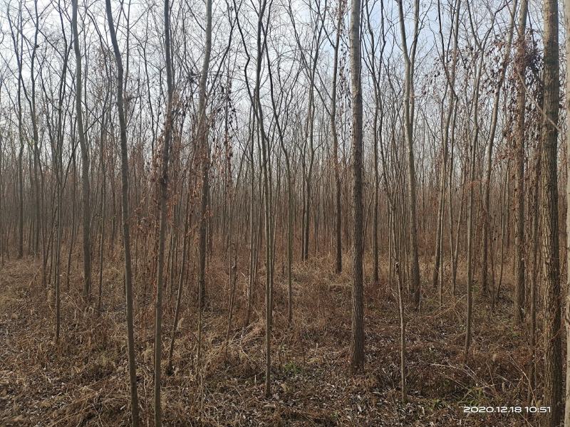 柳树美国竹柳速生柳树200亩
