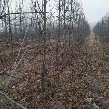 苹果树大苹果树占地苹果树
