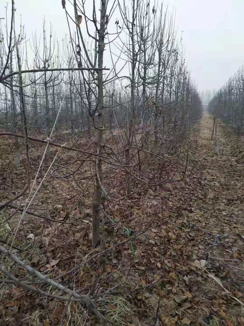 苹果树大苹果树占地苹果树